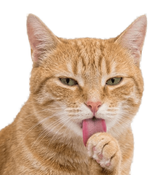 Gato